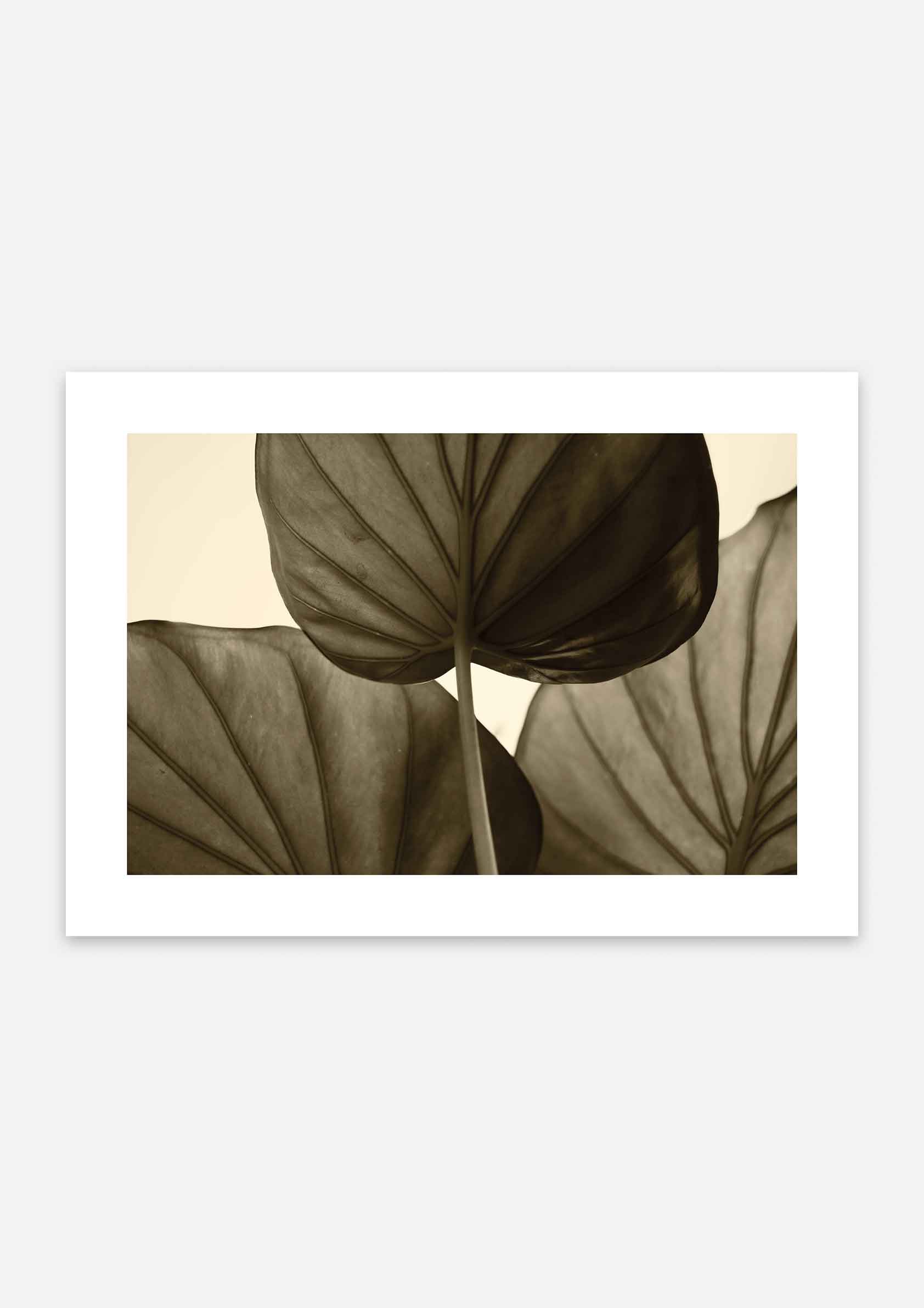 Japandi Leaf