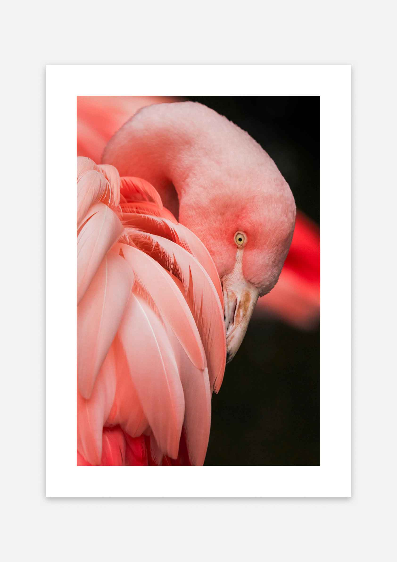 Flamingo Mood