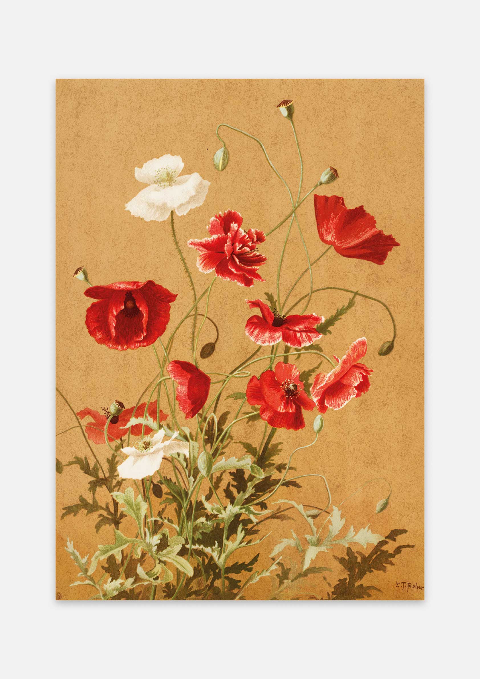 Ellen Thayer Fisher - Poppies no. 3