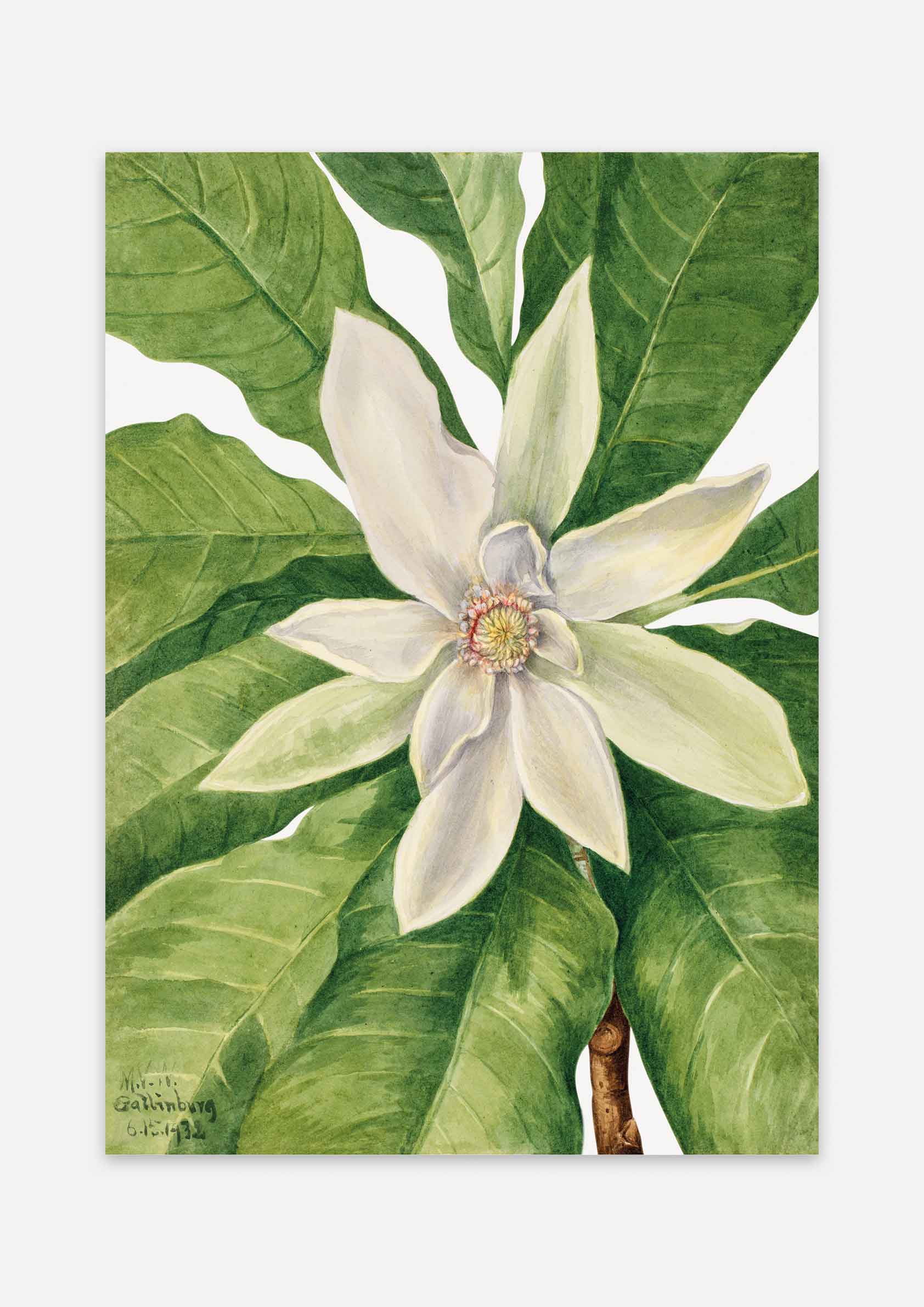 Mary Vaux Walcott - Umbrella Tree Magnolia Tripetala