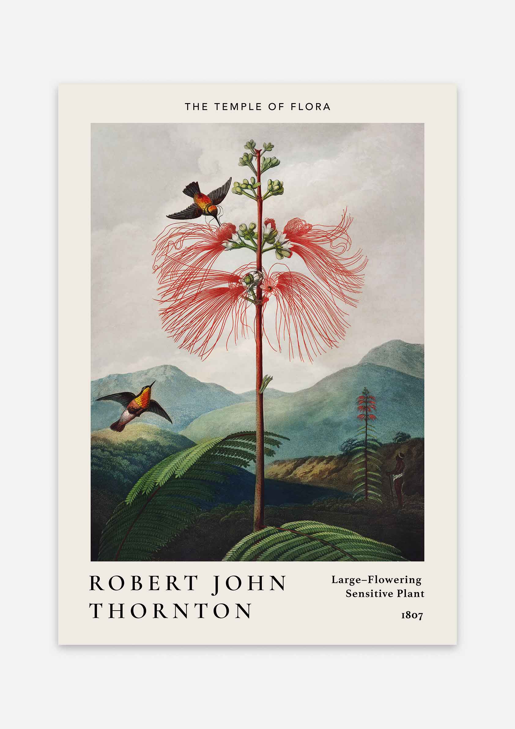 Robert John Thornton - Large-Flowering Sensitive Plant