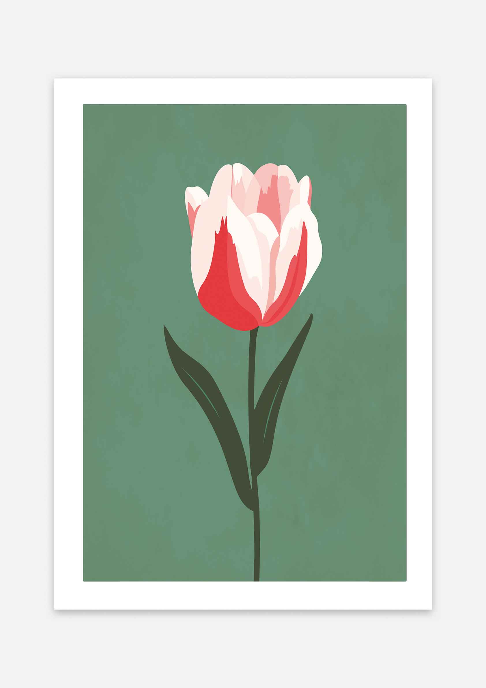 Tulipan