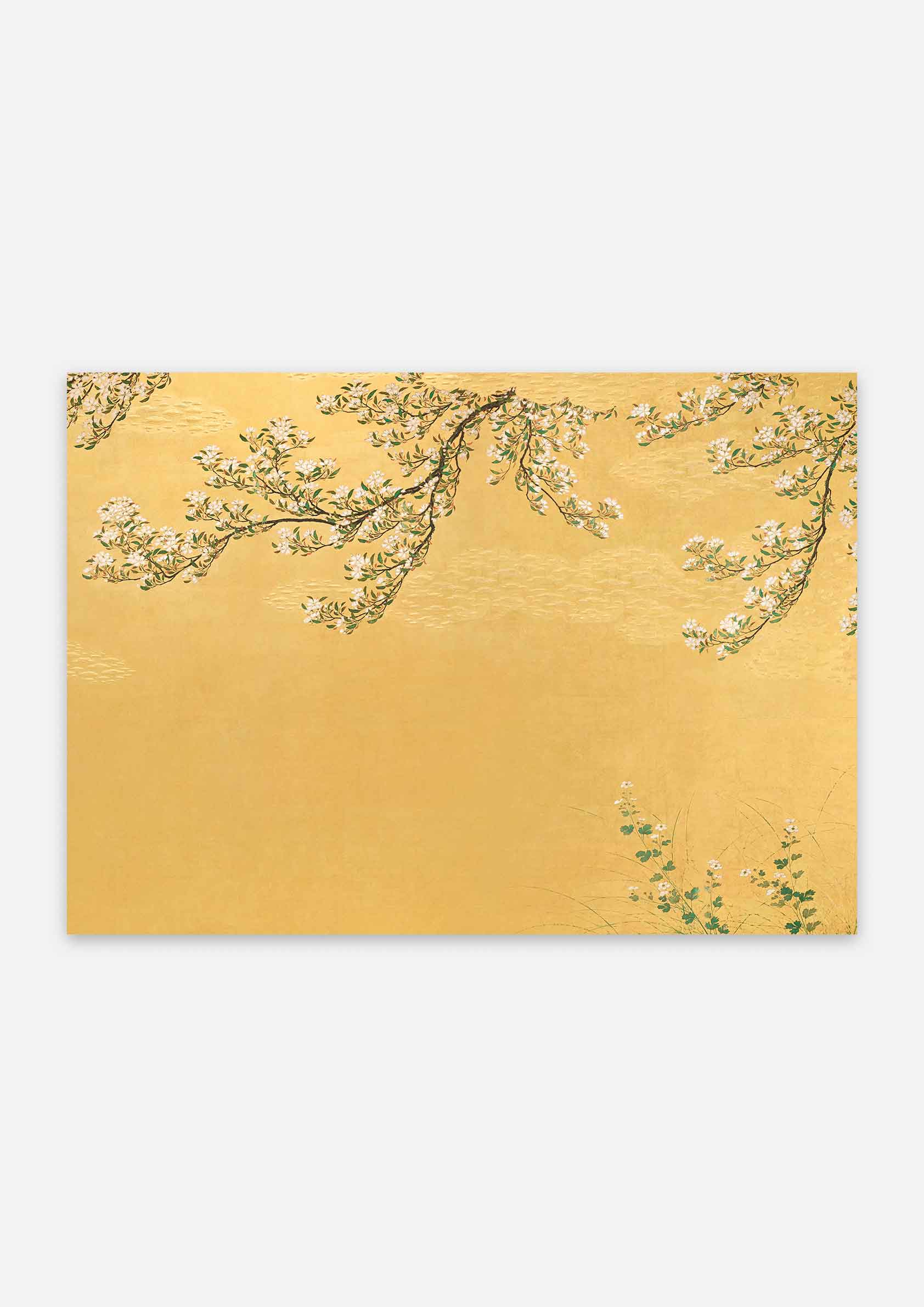 Japanese Cherry Blossom