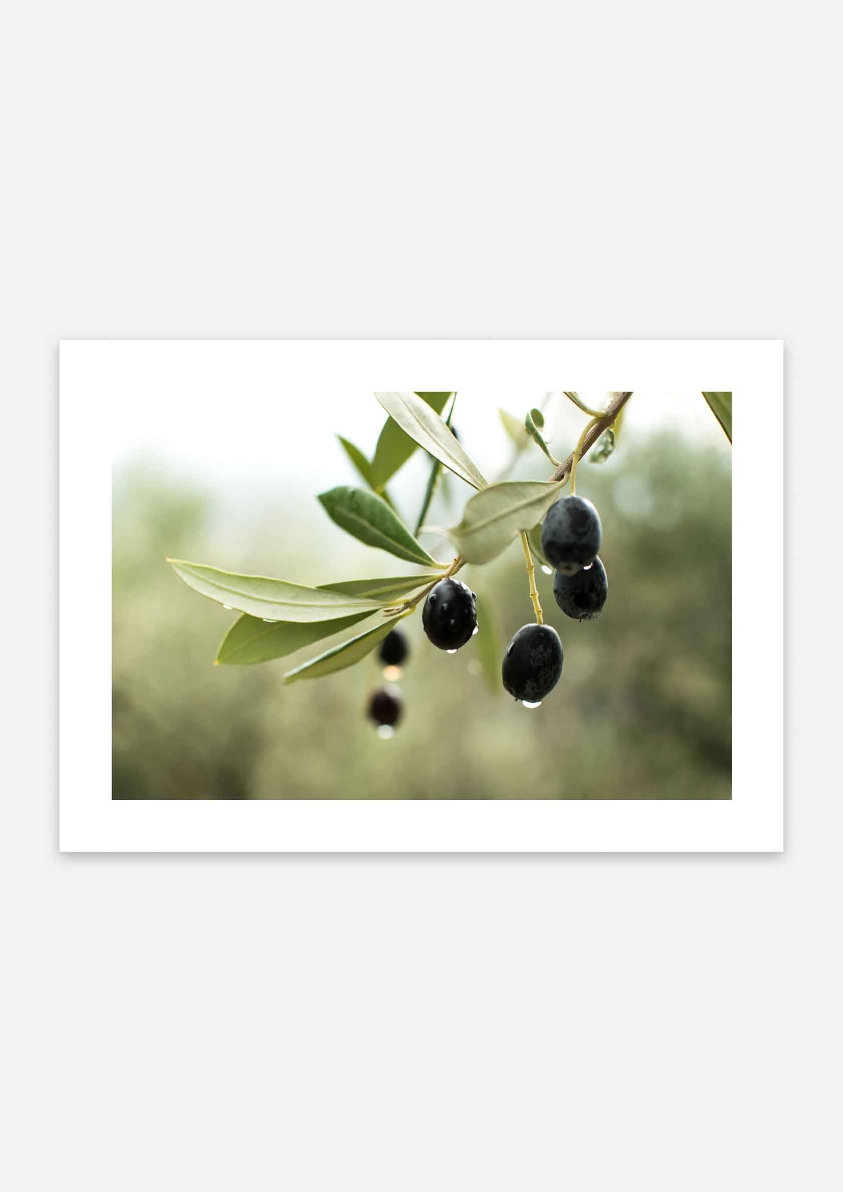 Olive Grove