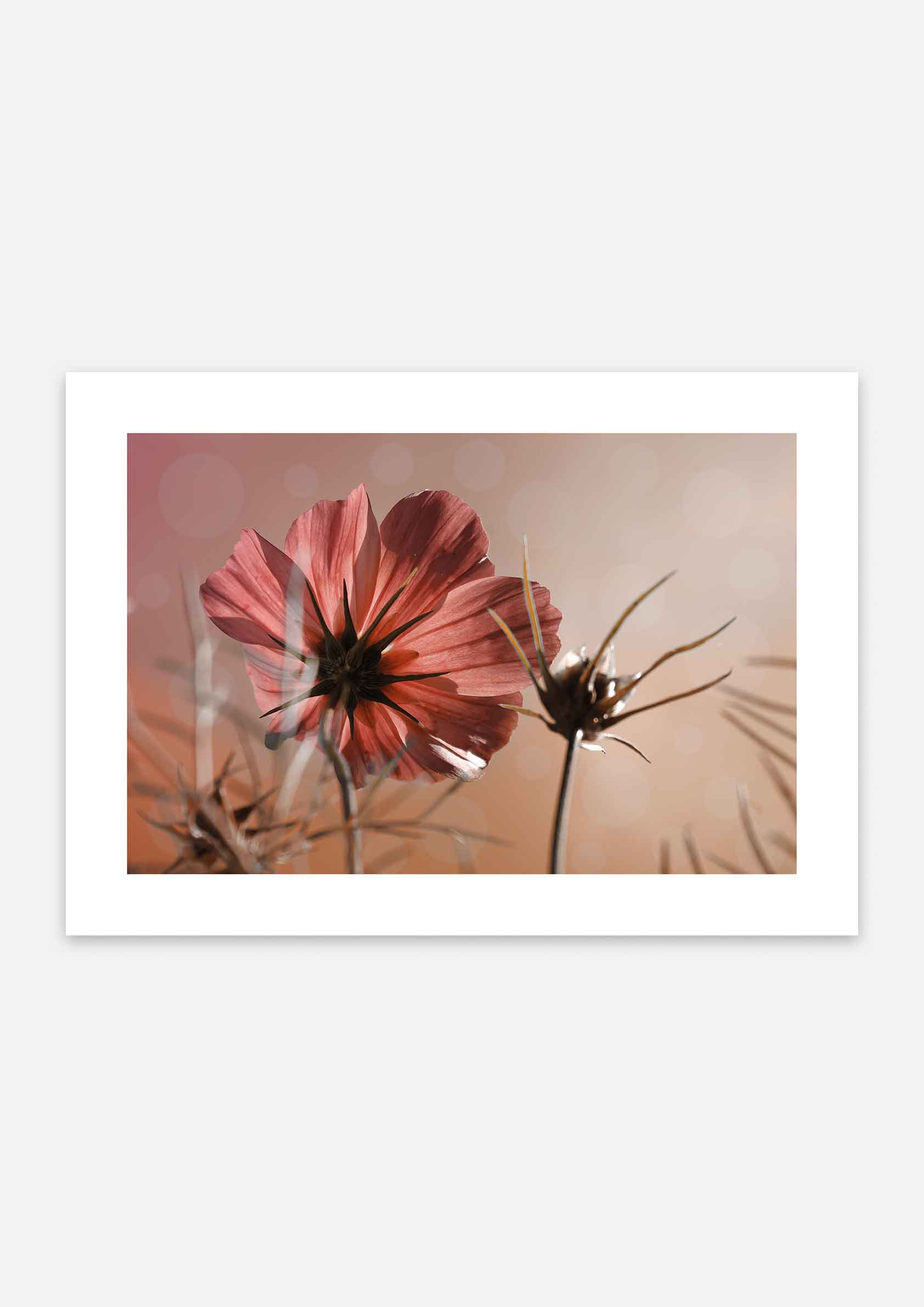 Pink Cosmos