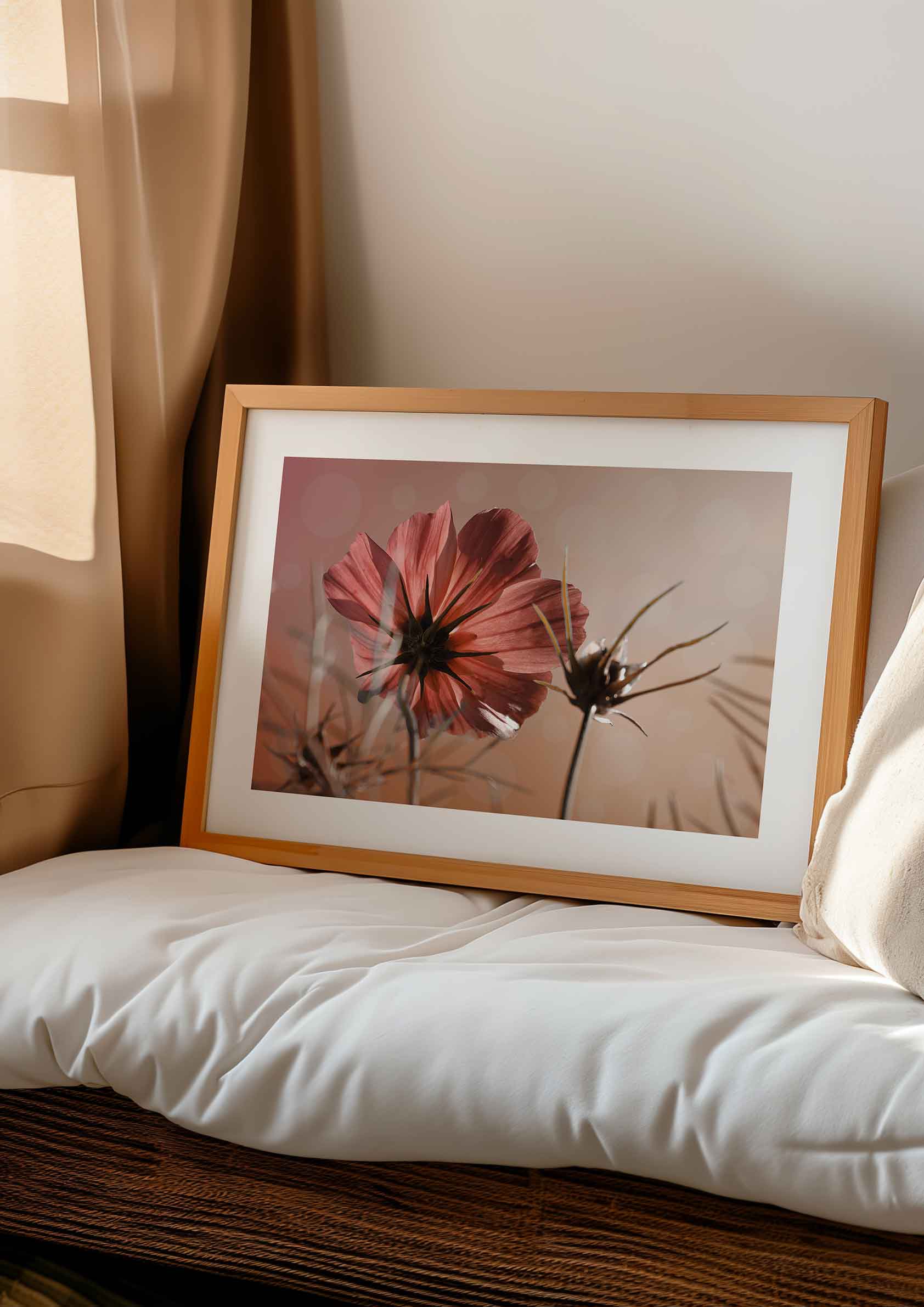 Pink Cosmos