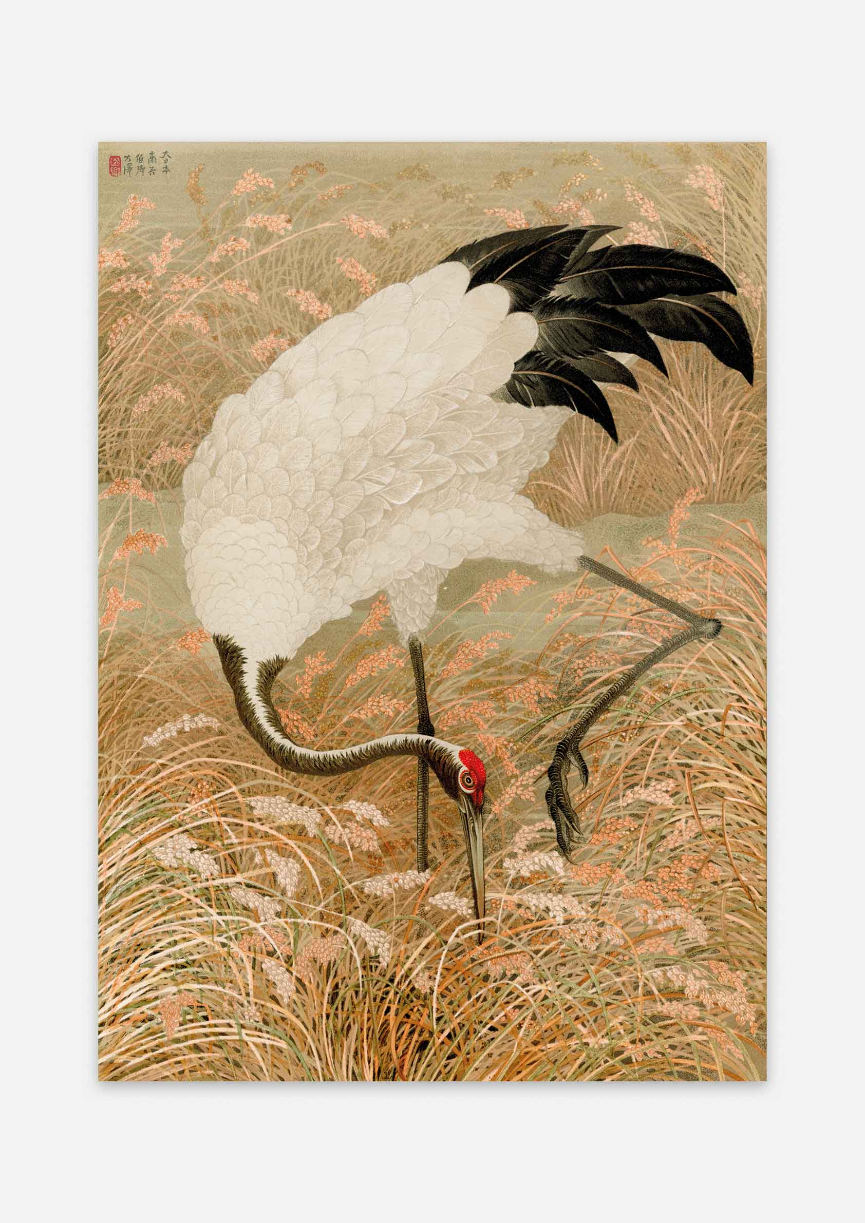 Sarus Crane in Rice Field