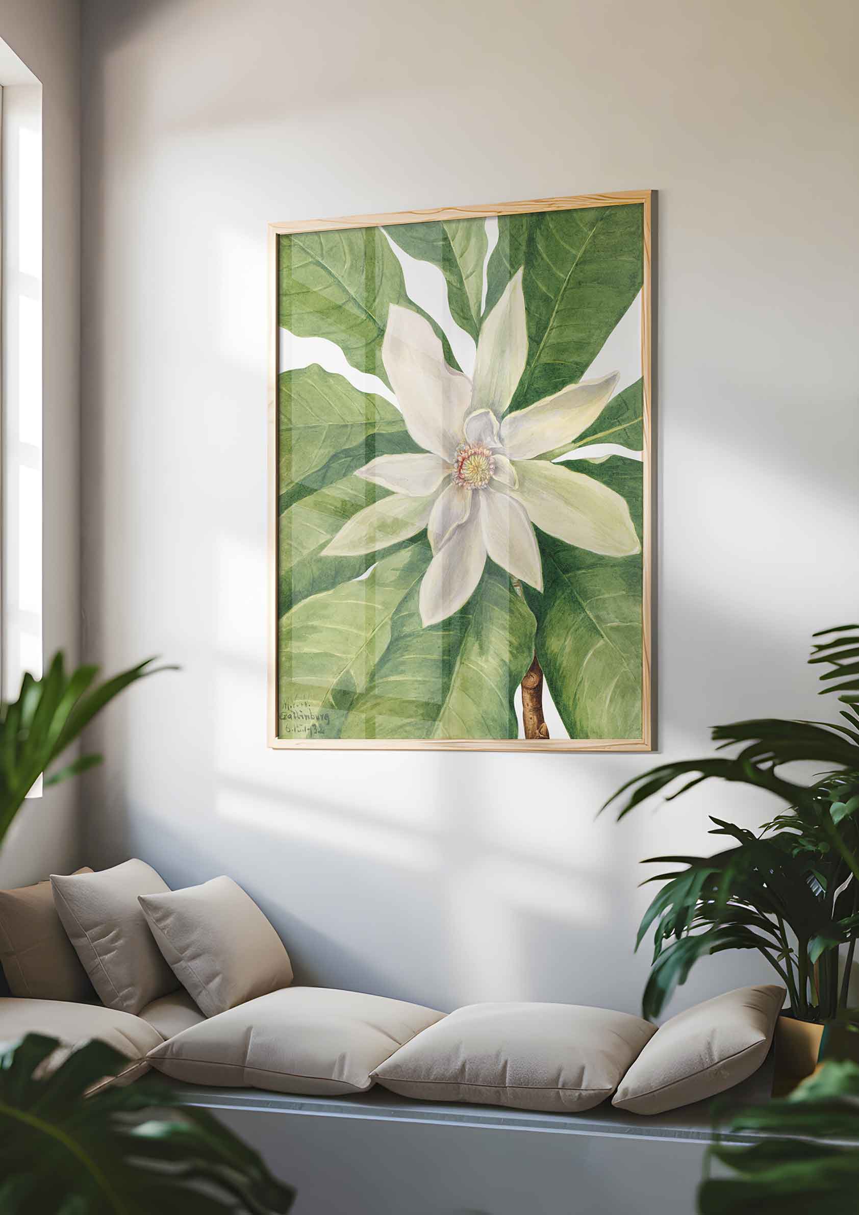 Mary Vaux Walcott - Umbrella Tree Magnolia Tripetala