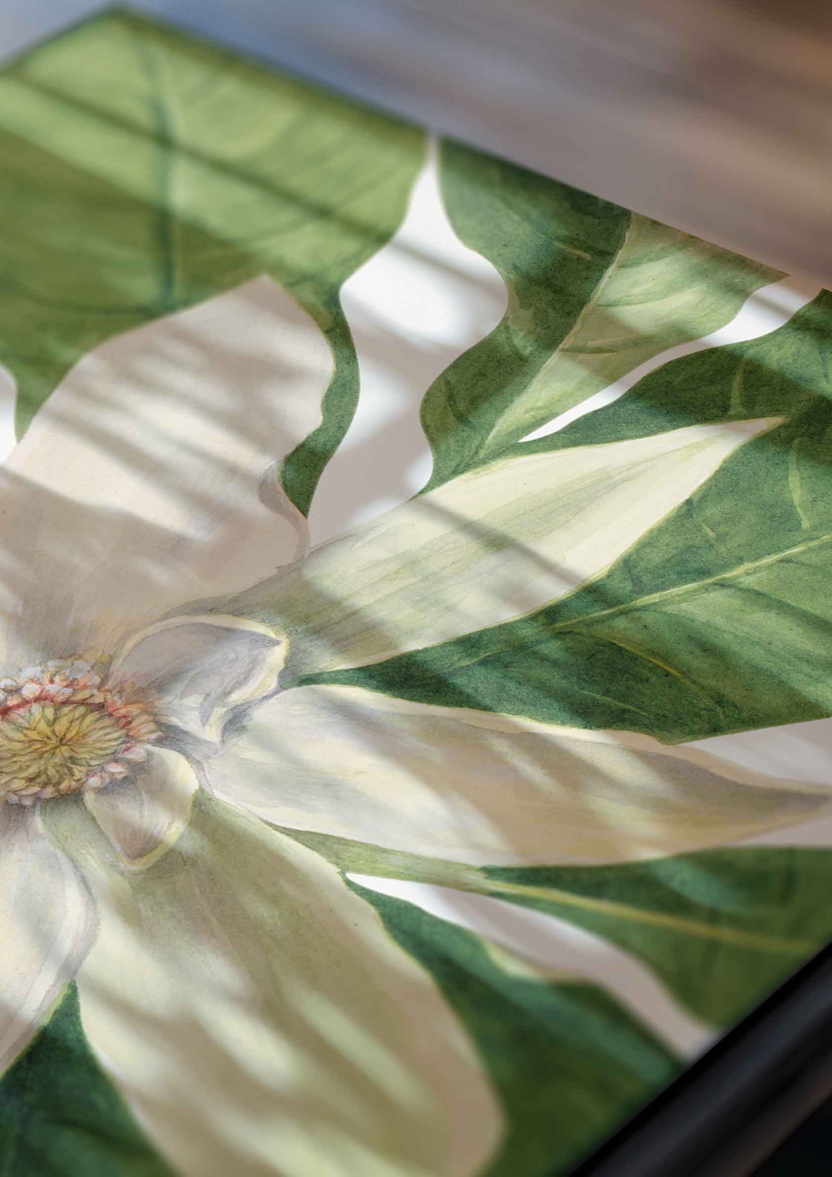 Mary Vaux Walcott - Umbrella Tree Magnolia Tripetala