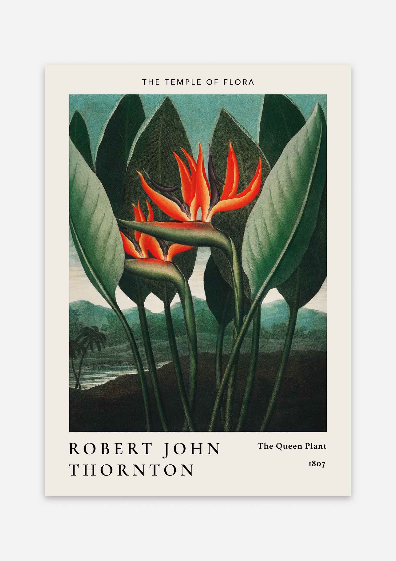 Robert John Thornton - The Queen Plant