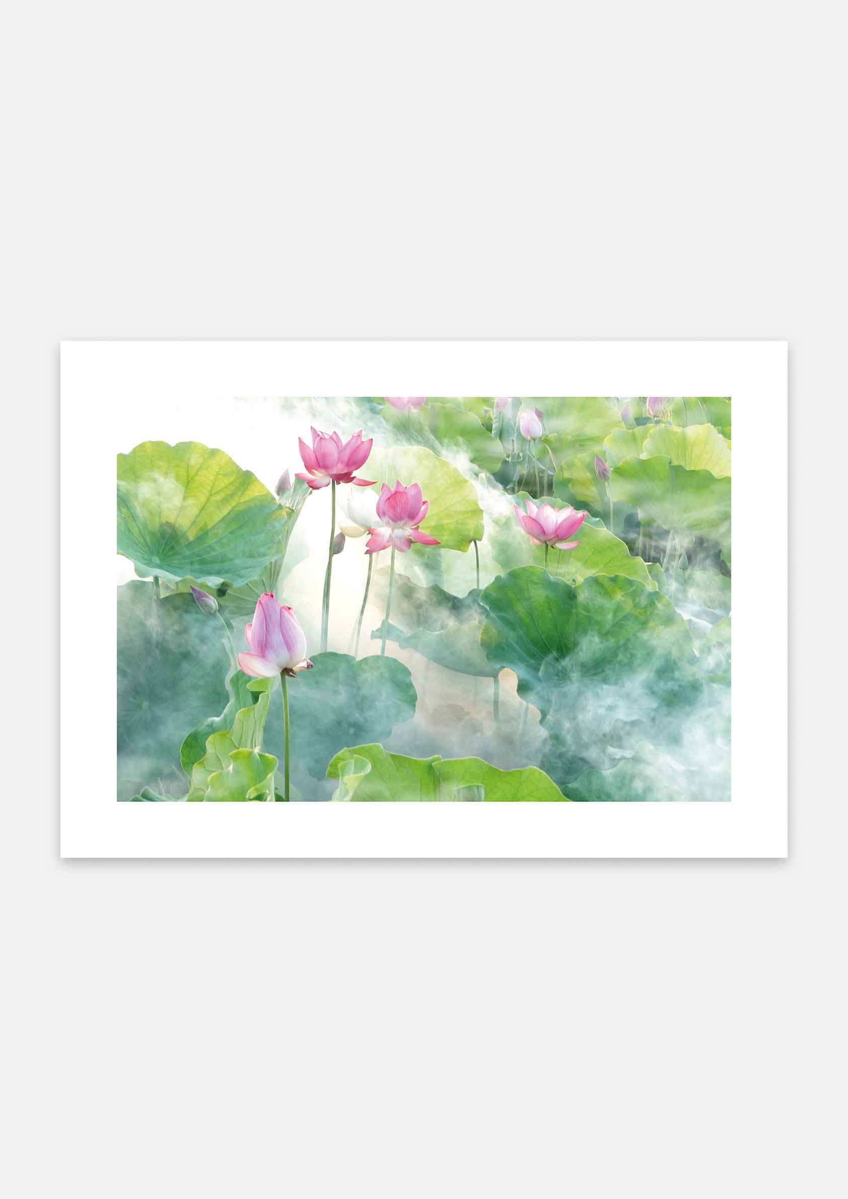 Lotus Summer