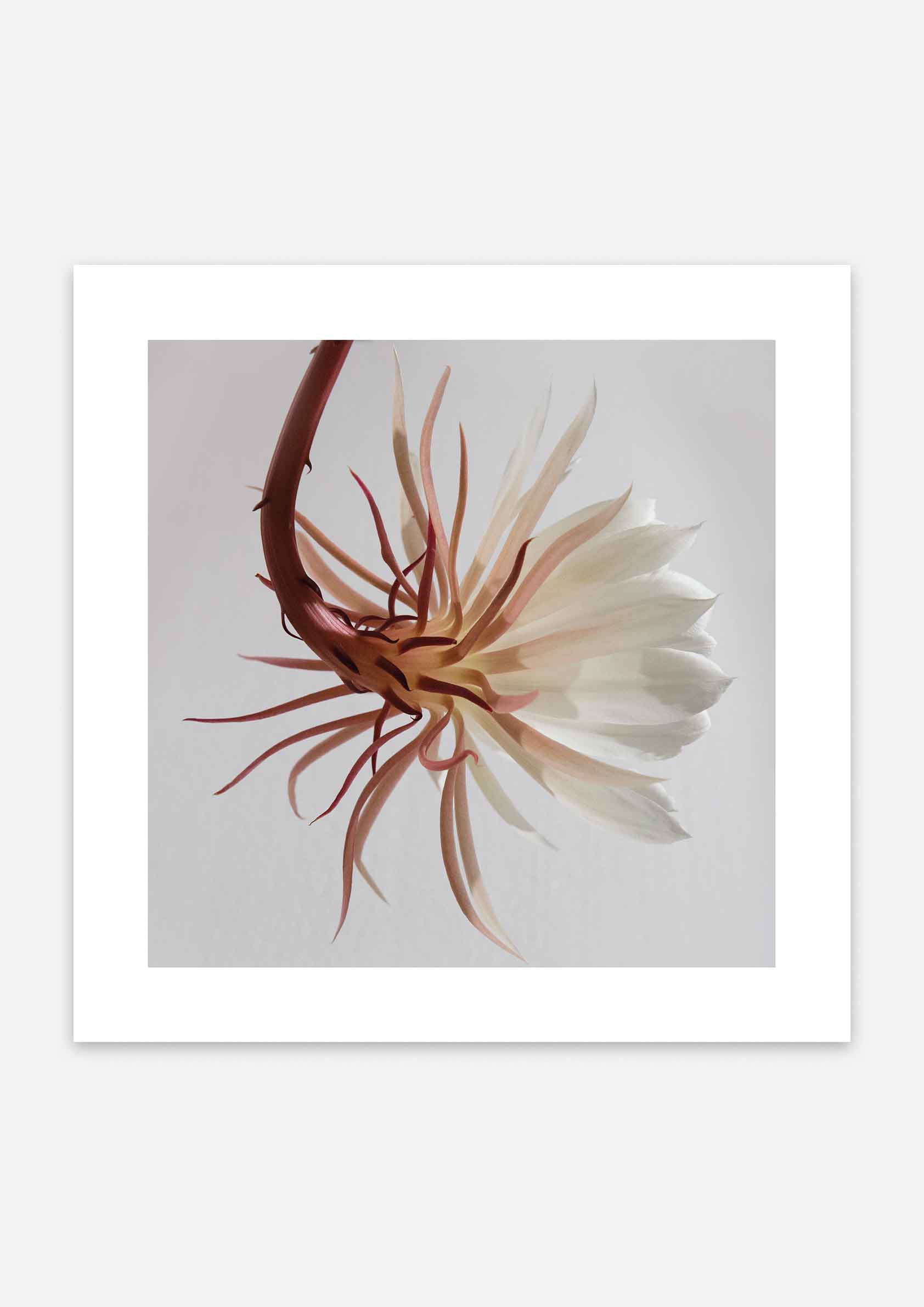 White Epiphyllum Cactus Flower