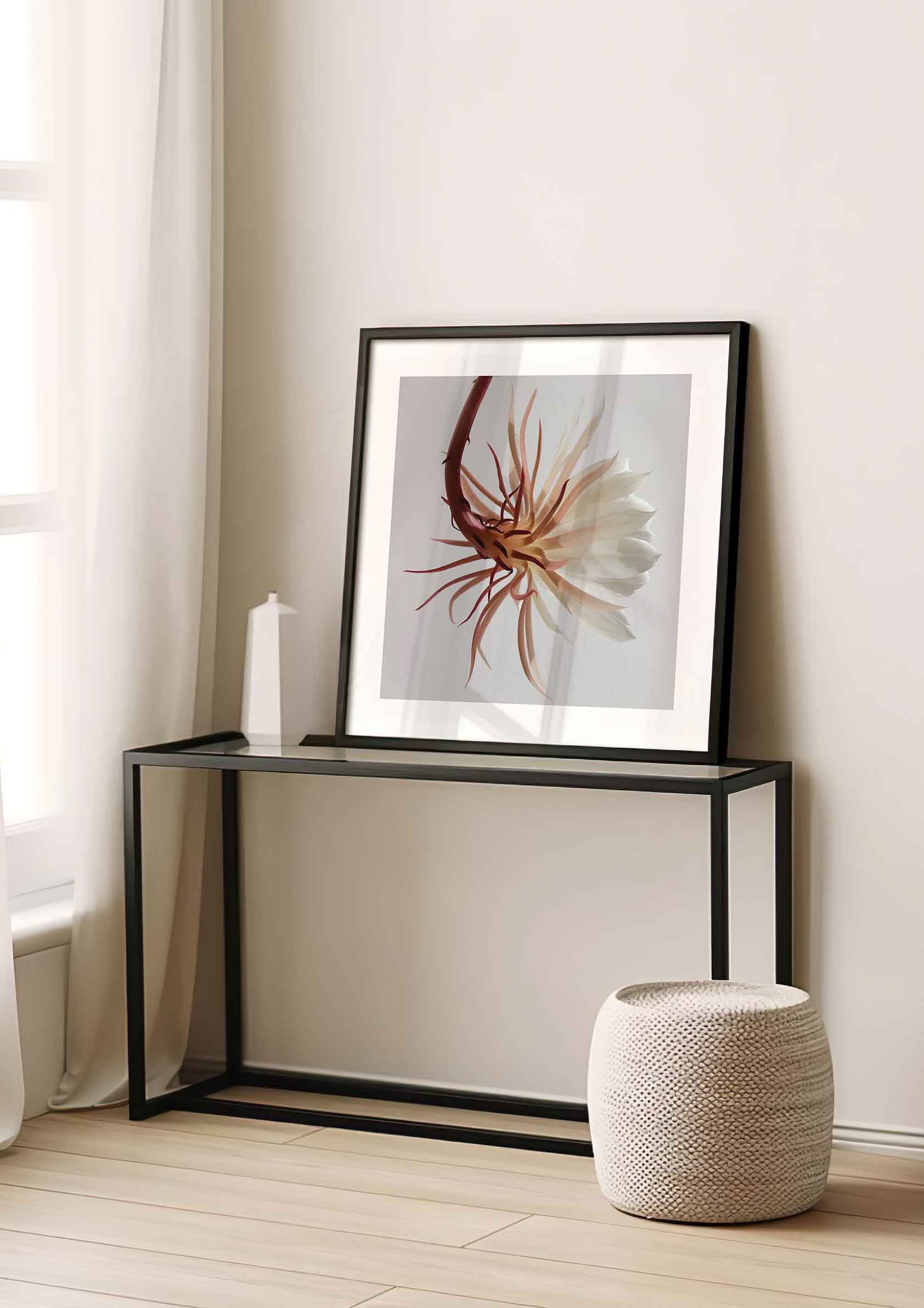 White Epiphyllum Cactus Flower