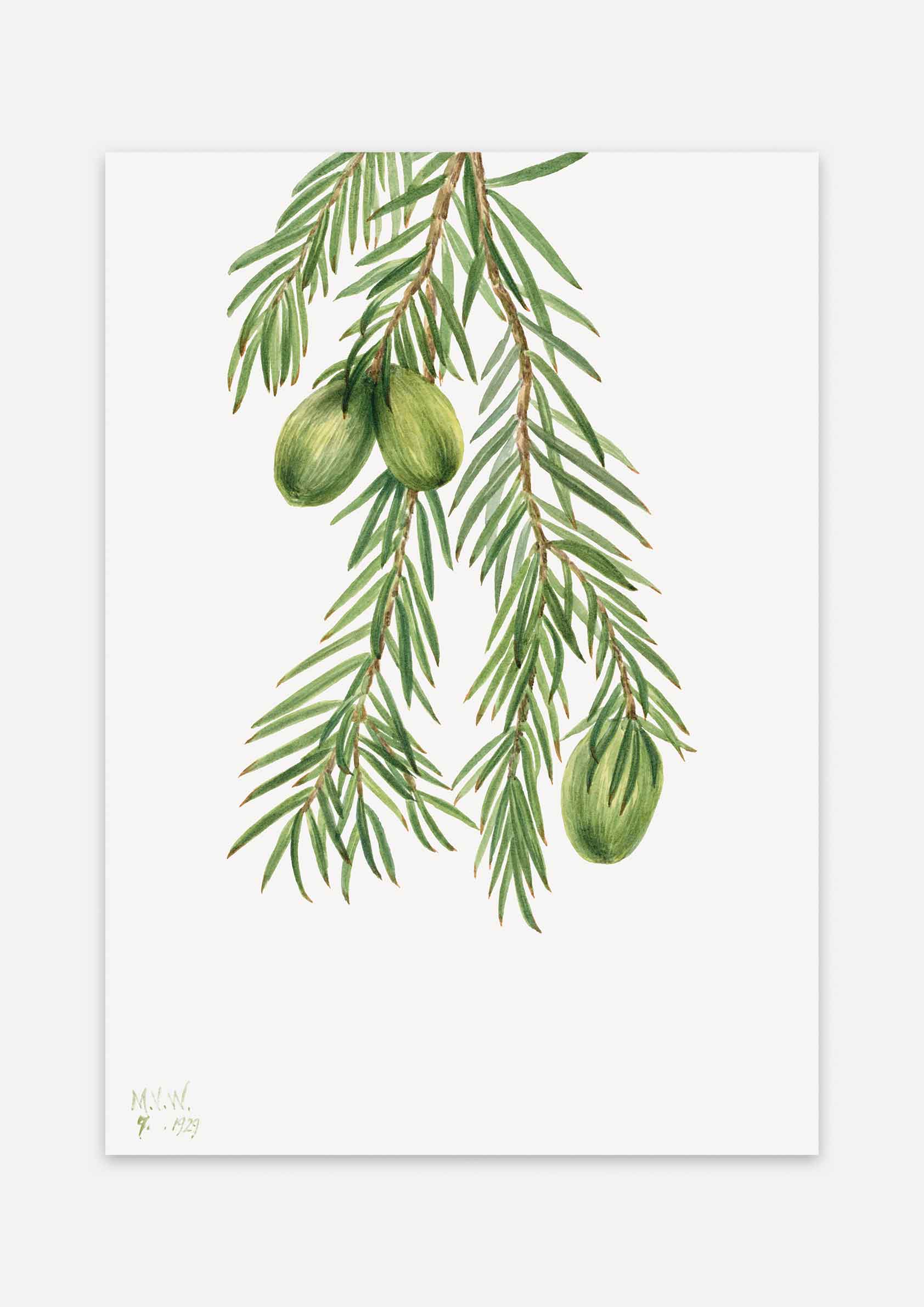 Mary Vaux Walcott - California Nutmeg