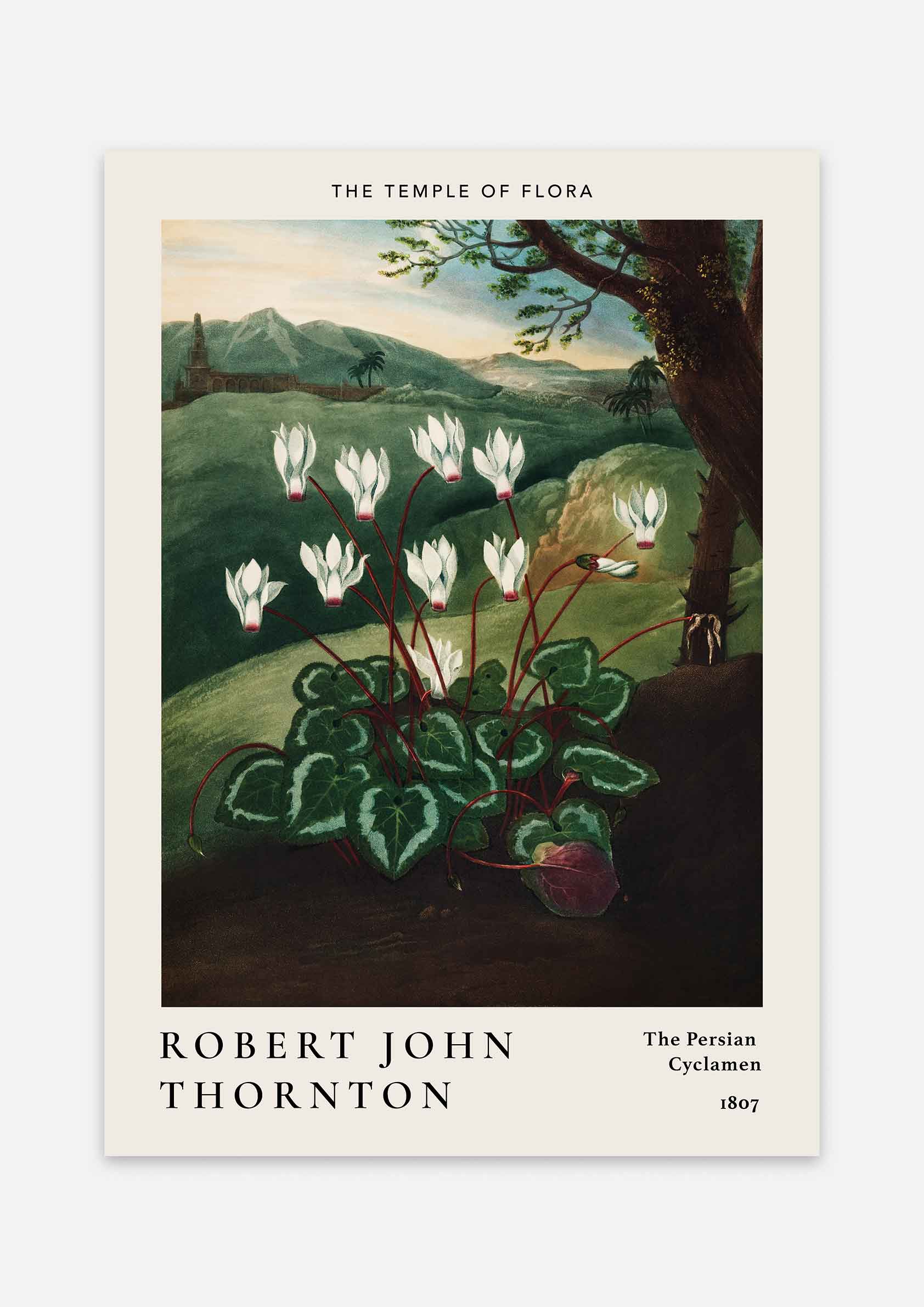 Robert John Thornton - The Persian Cyclamen