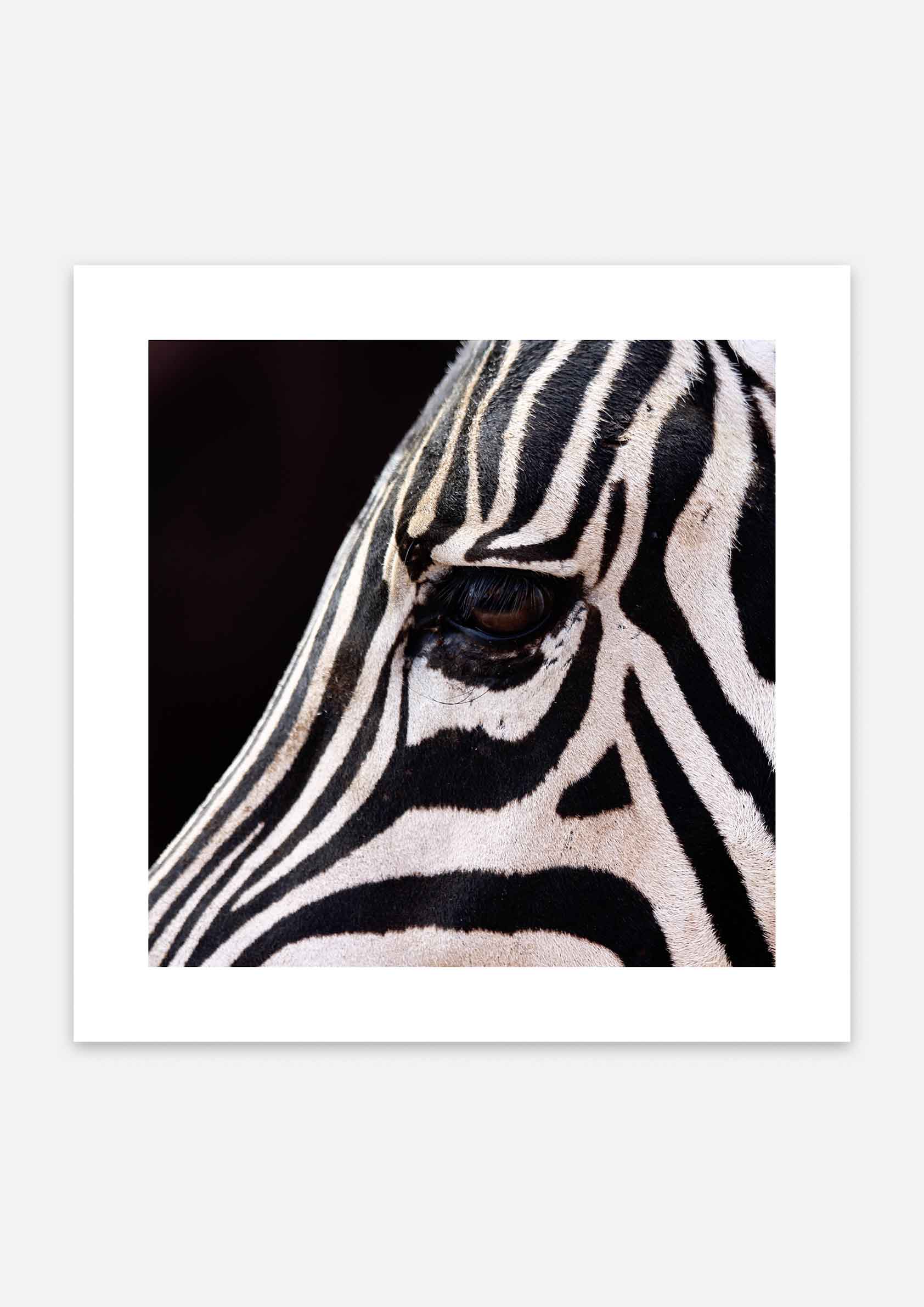 Zebra Eyes