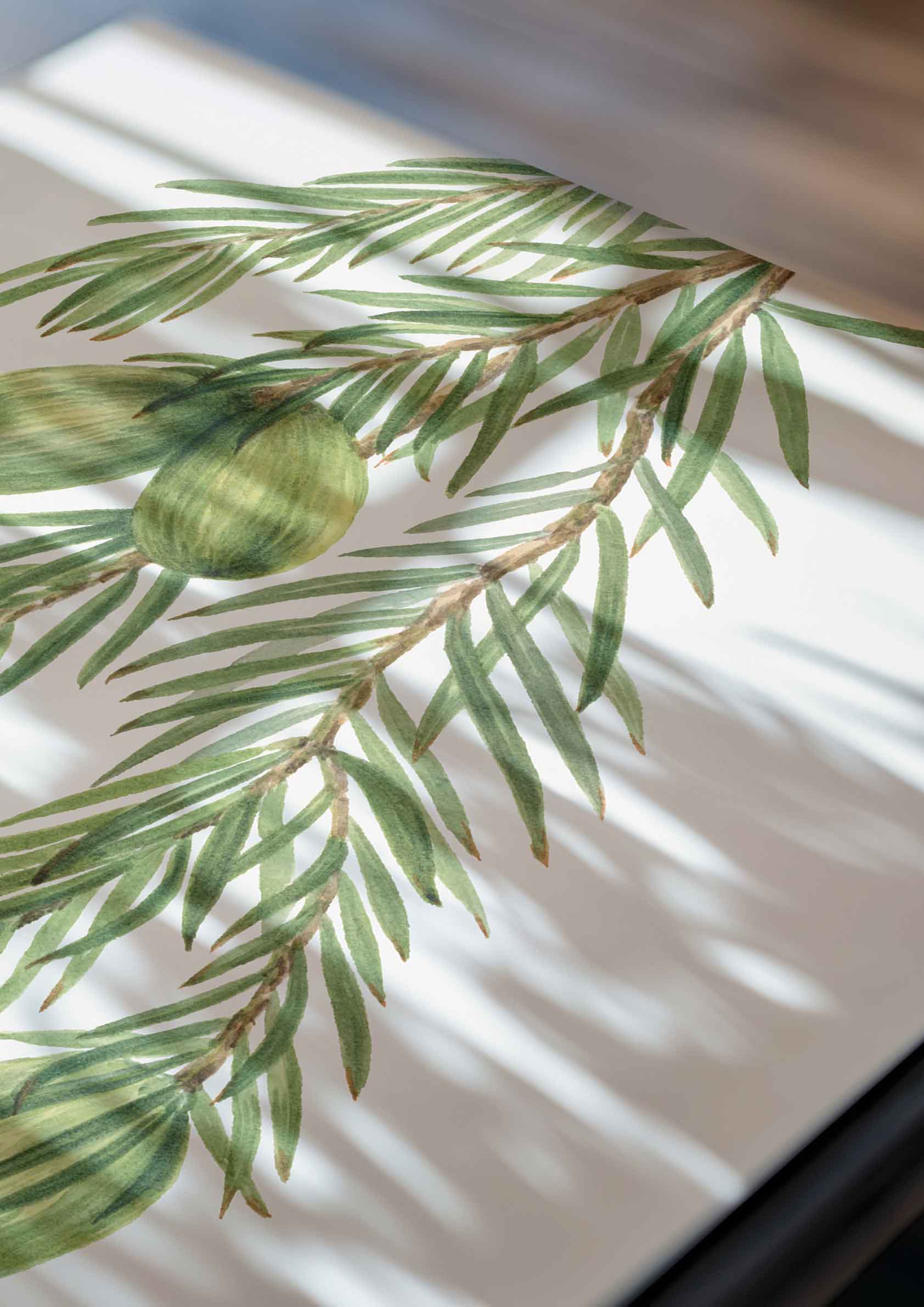 Mary Vaux Walcott - California Nutmeg